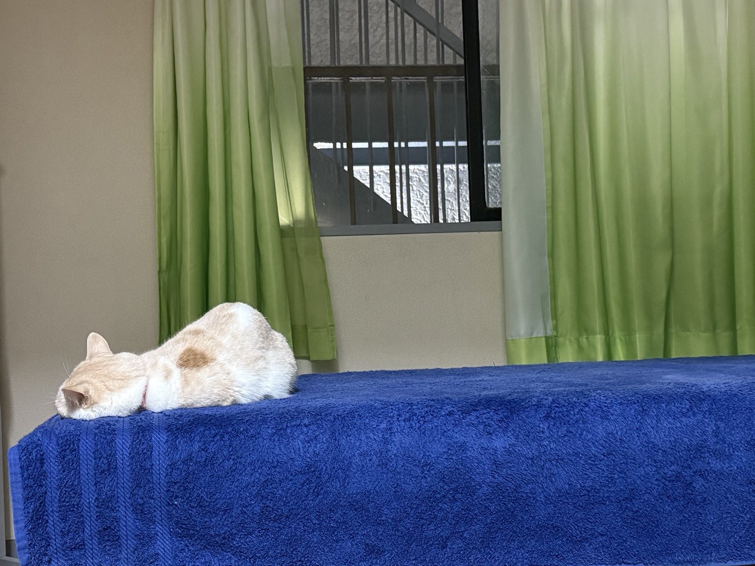 治療院のベッドでくつろぐ猫
